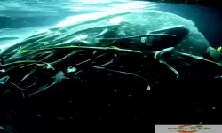 深海水族馆怎么获得鲸鲨？深海水族馆捕捞鲸鲨