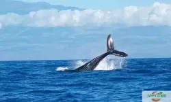 美味深蓝鲸鱼 深海美味鲸鱼