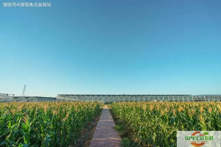 我是茅山传人日记300字 茅山传人日记